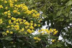 Peltophorum africanum